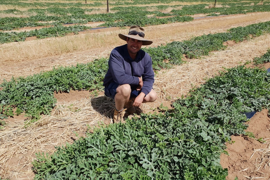 Grower Nathan Jericho crouching next to crop of watermelon