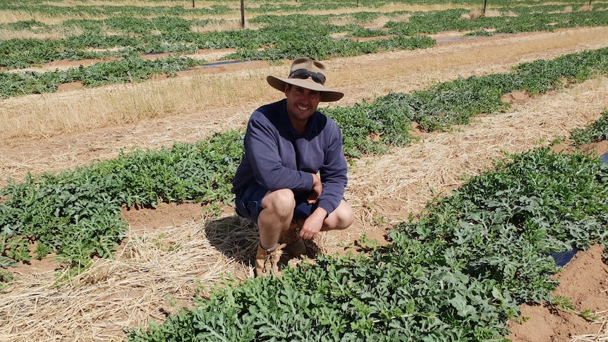 Grower Nathan Jericho crouching next to crop of watermelon