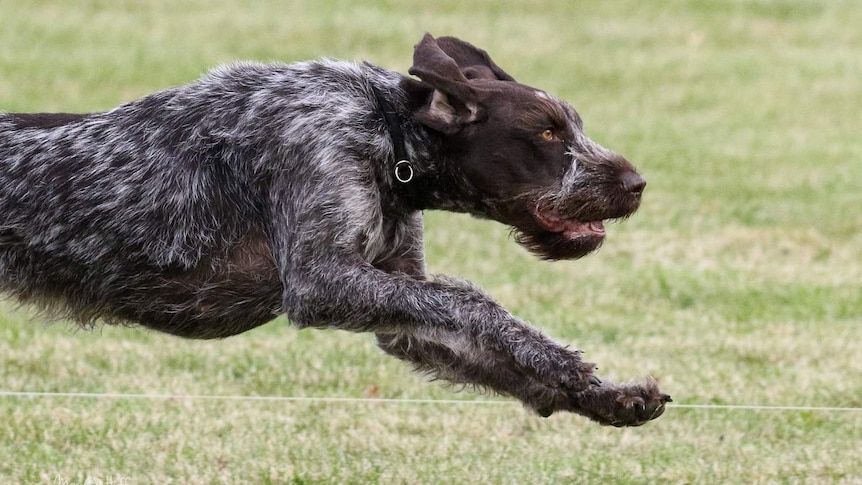 An image of a German wirehaired pointer dog in profile, leaping over a tautened string as it runs on grass during training