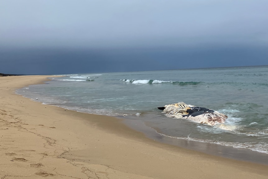 dead whale on beach