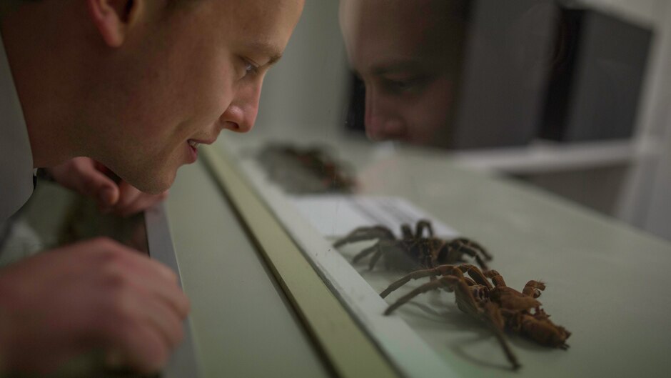 Night guard Maximillian Gustew looking at tarantula skins in the spider display