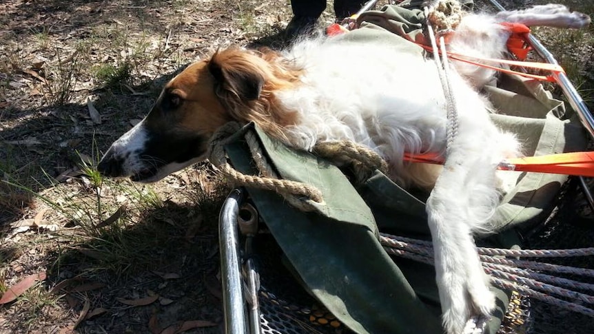 Morgan the dog after being rescued