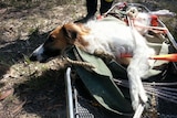 Morgan the dog after being rescued