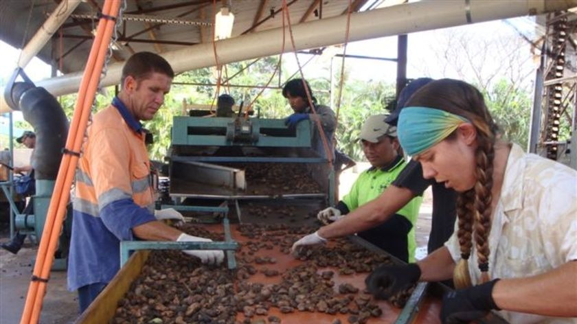 Cashews being sorted