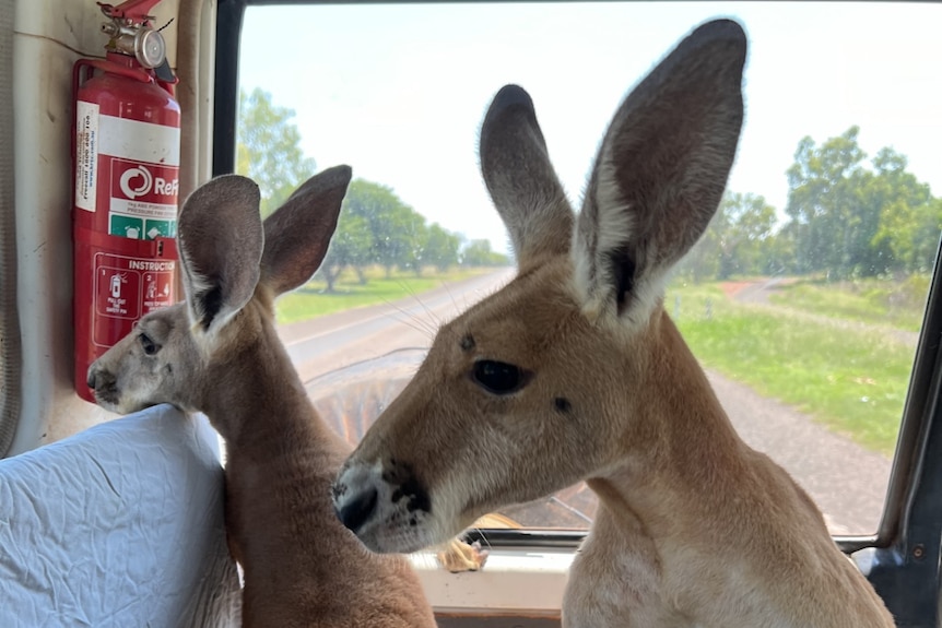 Kangaroos in back of car
