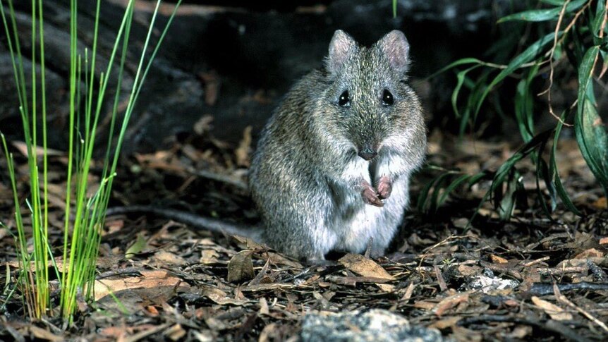 A Gilbert's potoroo standing in dry leaves in bush land staring at camera holding front paws together.