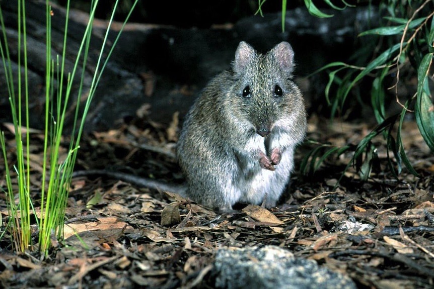 A Gilbert's Potoroo stands in dry leaves in the bushland, staring at the camera and holding its forepaws together
