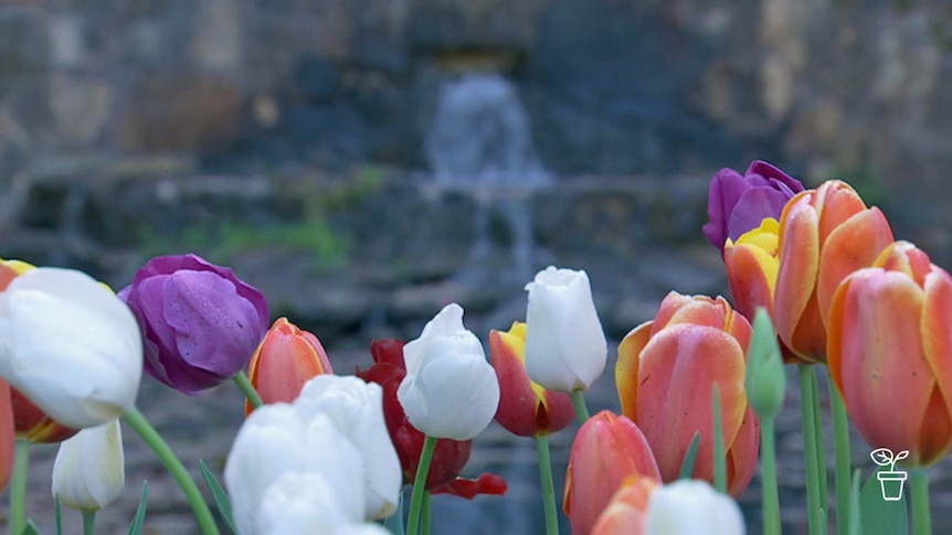 Colourful tulips growing in garden