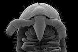 The head under a microscope.