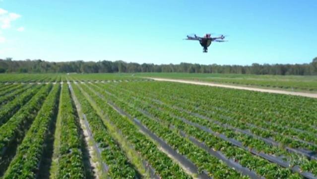 Drone hovers above rows of plants in market field