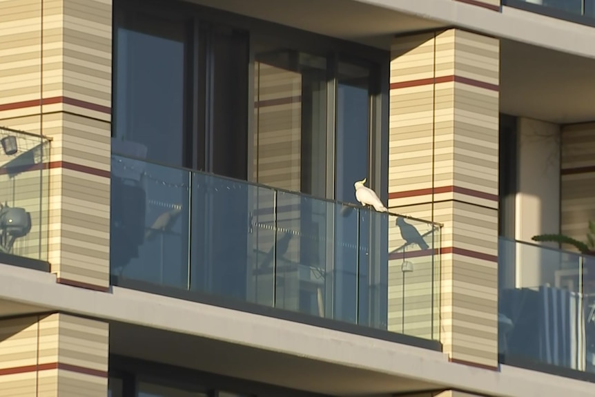 Close-up of an apartment with maroon and beige stripes on the columns and a cockatoo sitting on a glass balcony