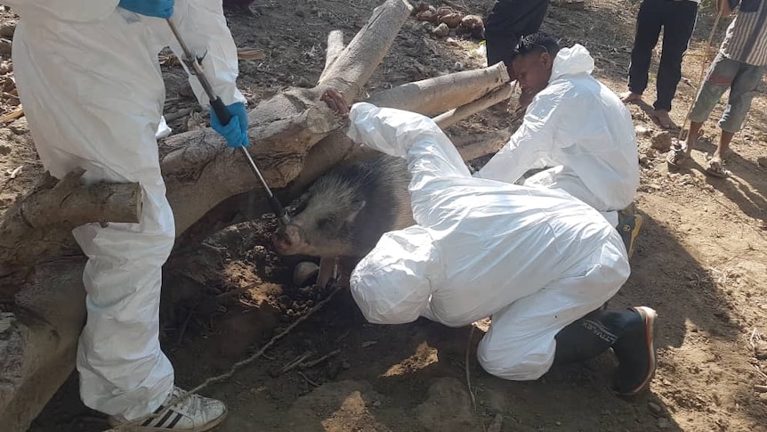 Biosecurity officials are handling a pig infected with ASF in Timor-Leste.