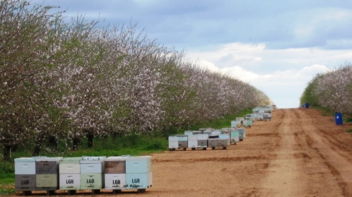Beehives at Amaroo Orchards in Paringa