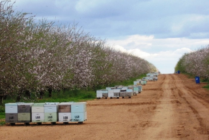Beehives in an almond orchard