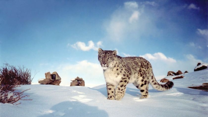 Snow leopard stands in Himalayan snow