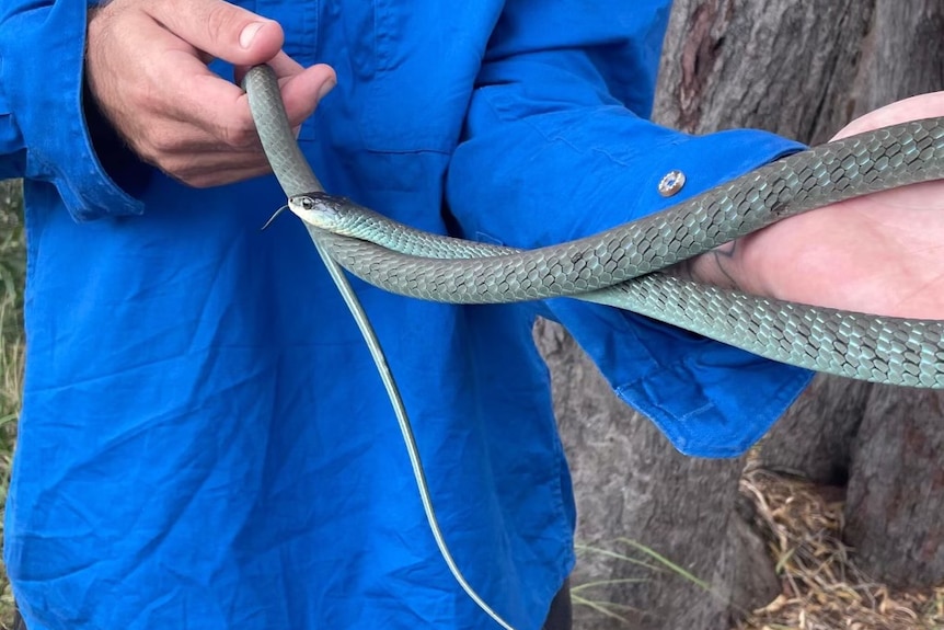 A blue and black tree snake 