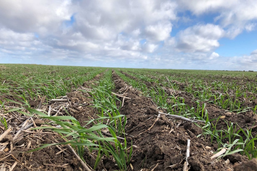 A wheat crop breaks through the soil