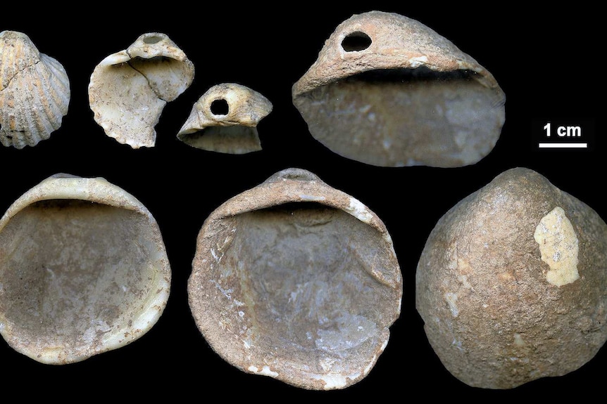Shells found in Cueva de los Aviones date to around 115,000 years