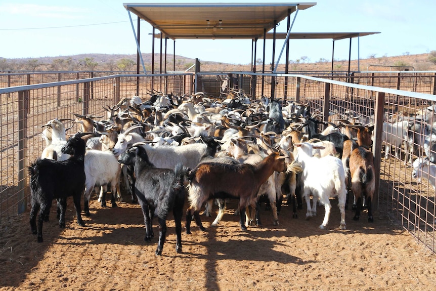 Goats in a pen surrounded by red dirt.