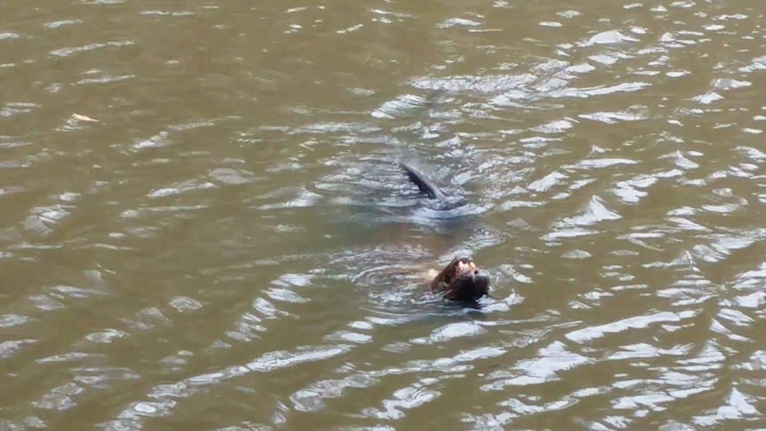 A fur seal in spotted in the Yarra River near Abbotsford Convent
