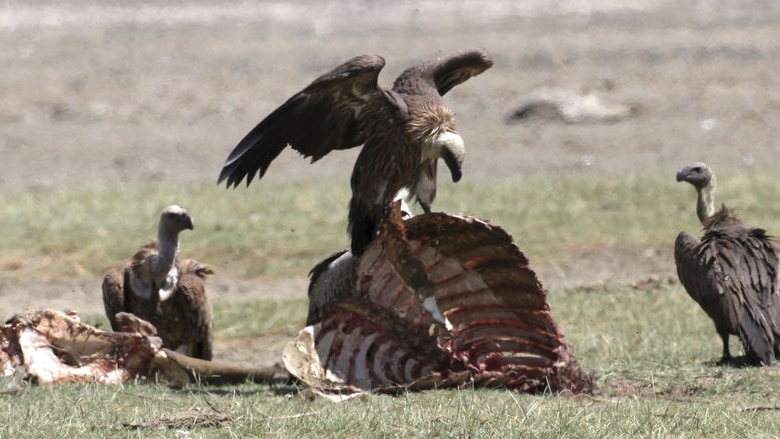 At least 160 vultures are sold each year for muti, according to a study by two wildlife groups.