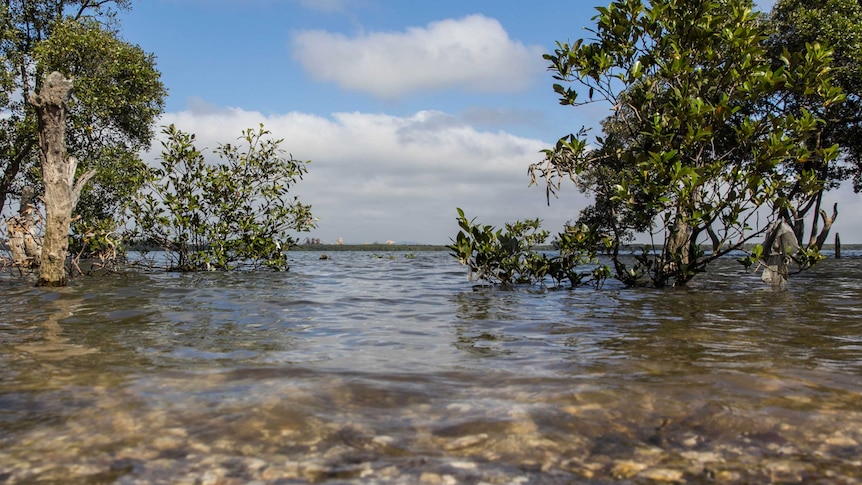 Fullerton Cove at Williamtown, in the contamination zone.