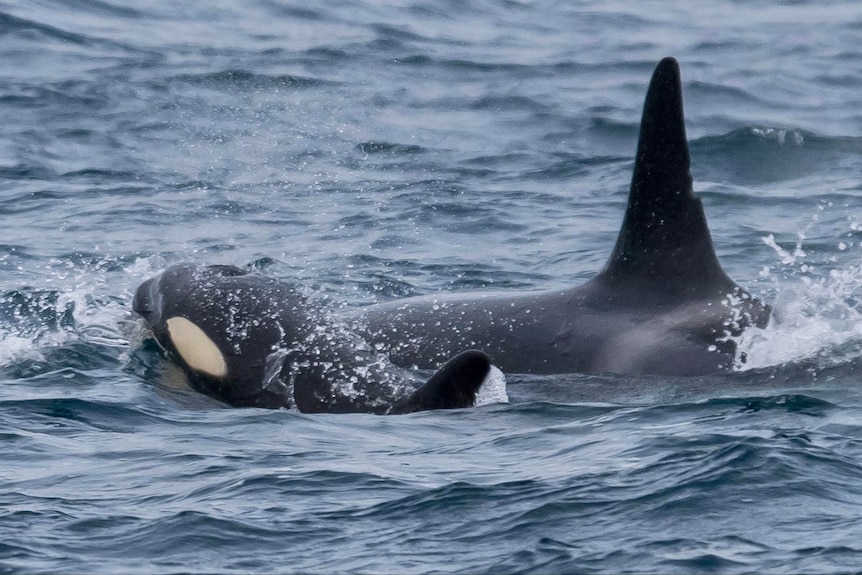 two orca's swimming in the ocean