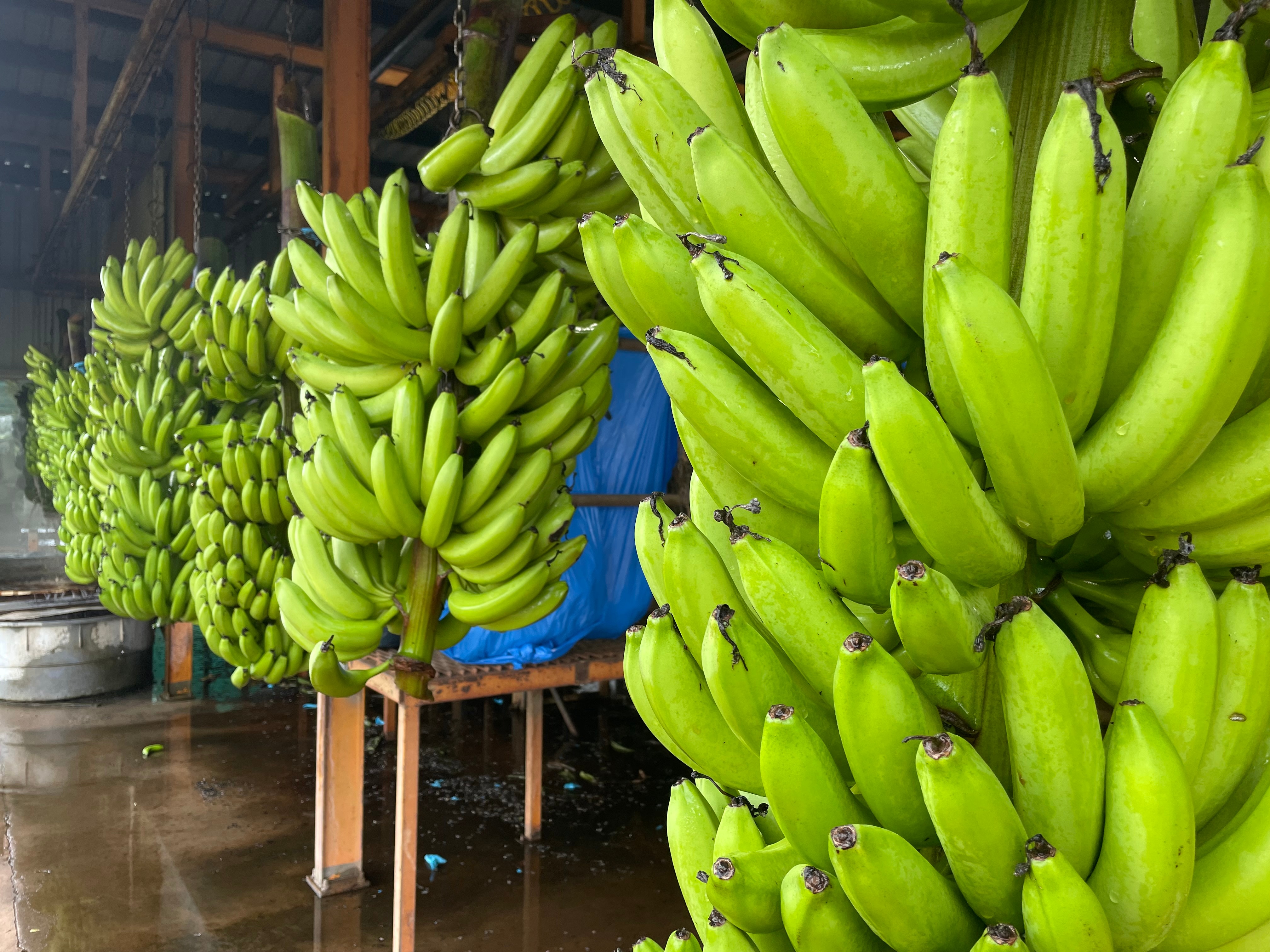 Bunch of bananas coming into packing shed