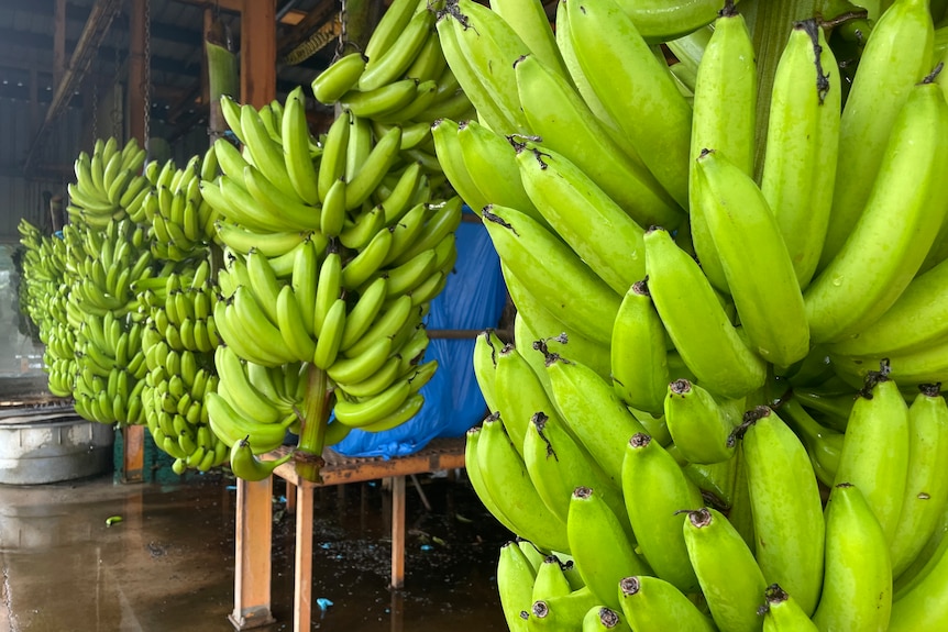 Bunch of bananas coming into packing shed