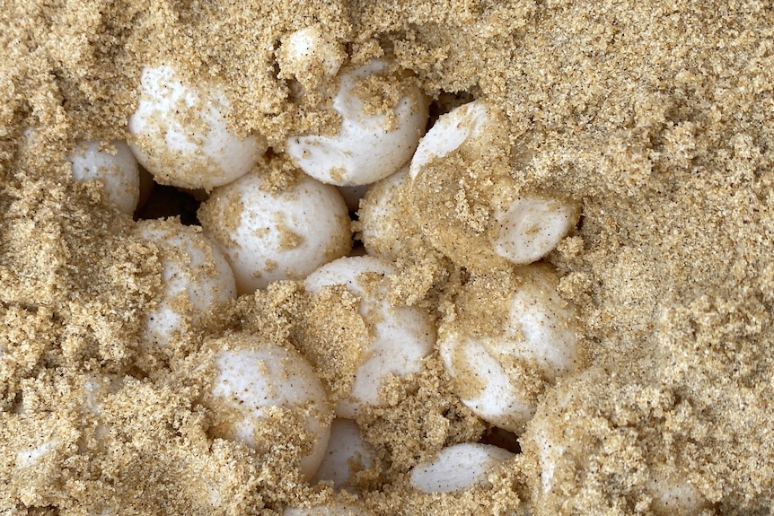 A nest of eggs uncovered in the sand.