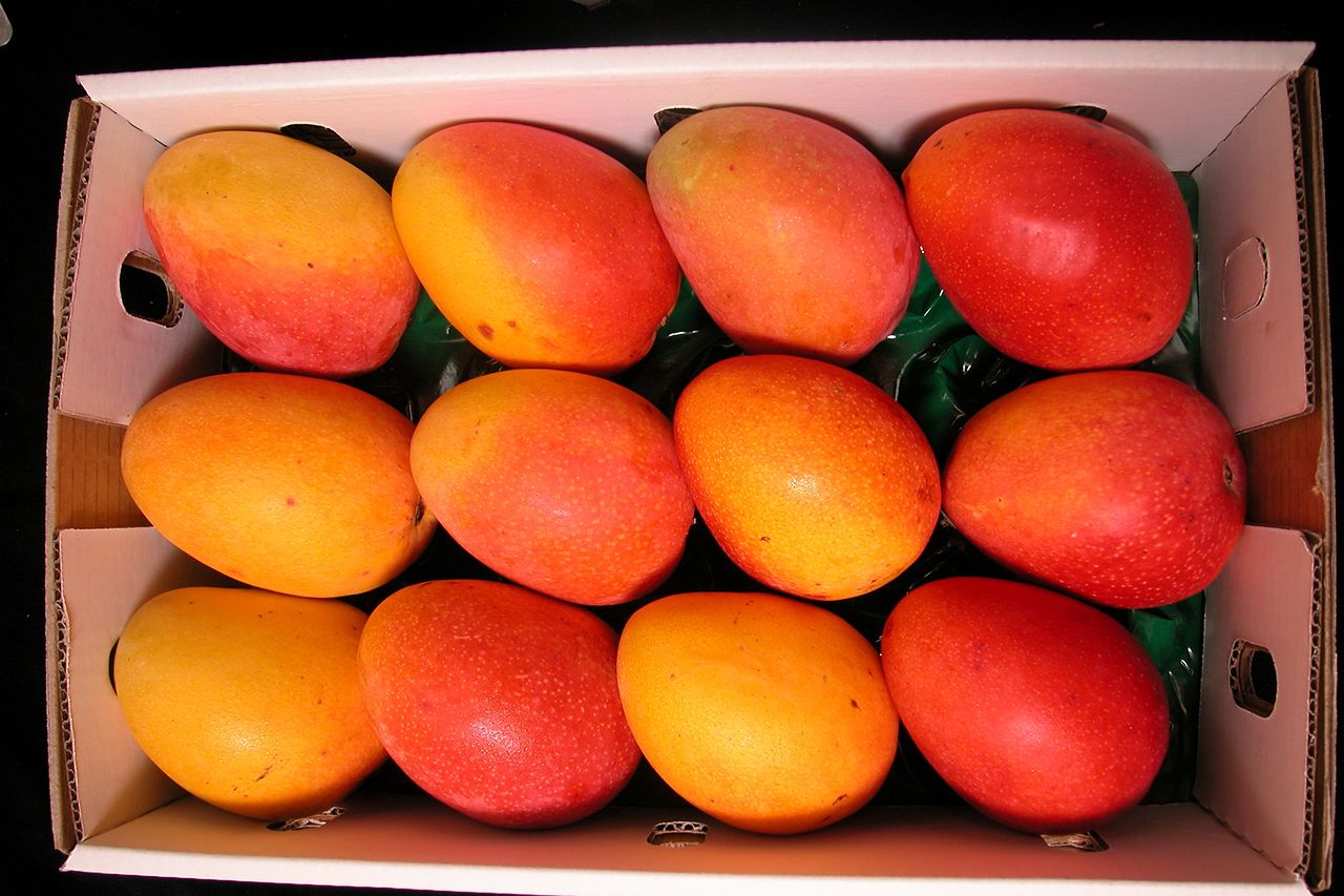 Манго sindhri. Манго (фрукт). Missing pieces flawed mangoes. Missing pieces flawed mangoes. Missing pieces flawed mangoes.