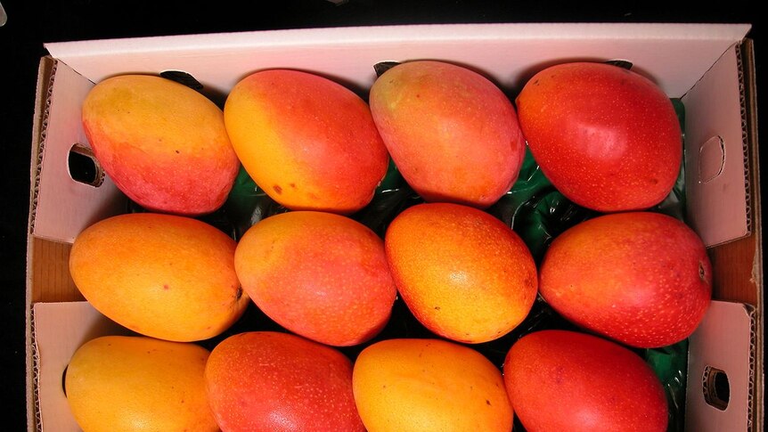 New mangoes.
