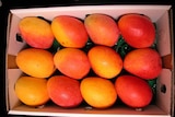 New mangoes.