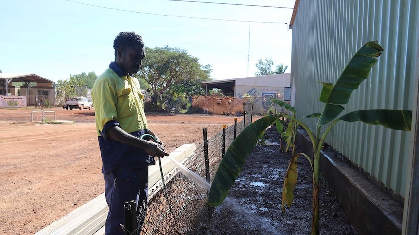 A vegetable garden at the Wadeye men's shed.