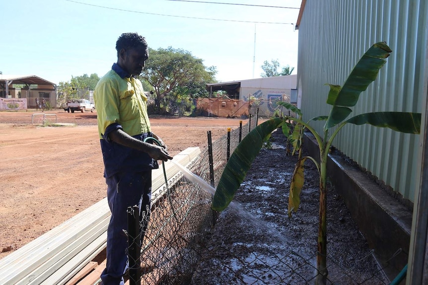 A vegetable garden at the Wadeye men's shed.