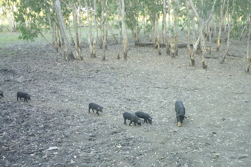 Feral pigs in a dry wetland.