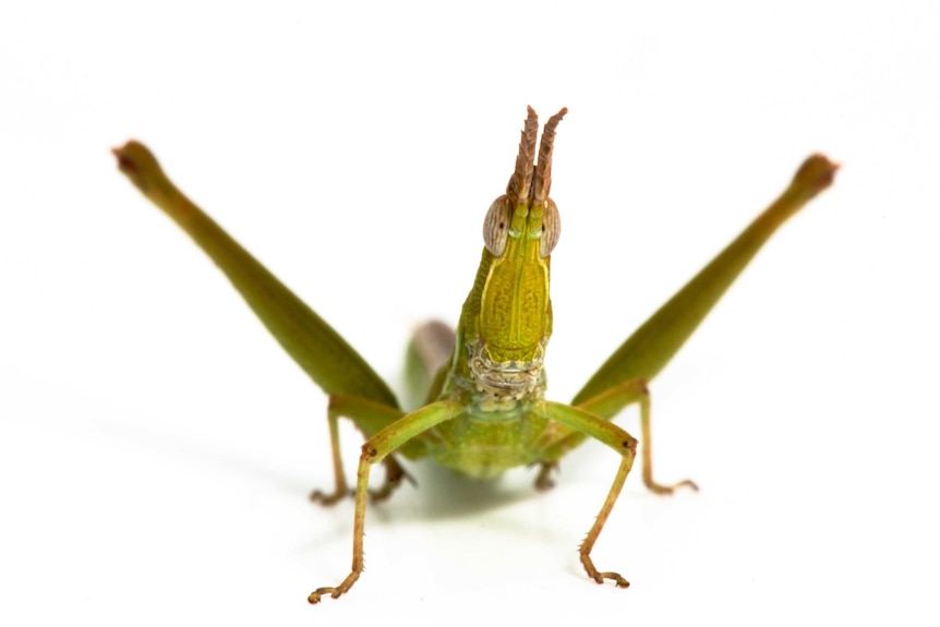 A studio image of a Key's matchstick grasshopper. The grasshopper is bright green with a long body