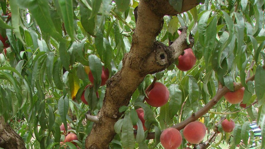 The company manages plantations of stone fruit.