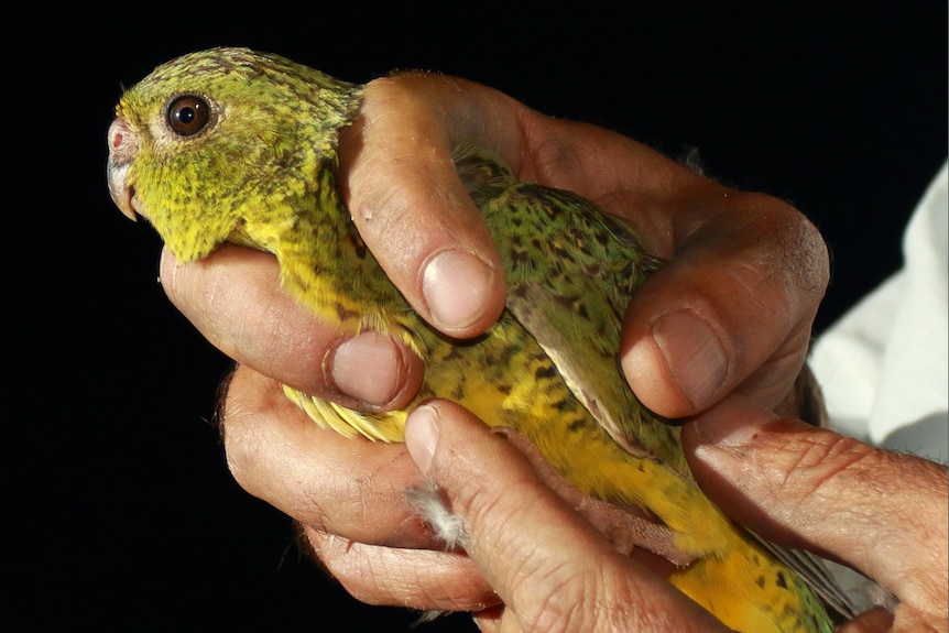 A closeup of a night parrot being held in someone's hand.