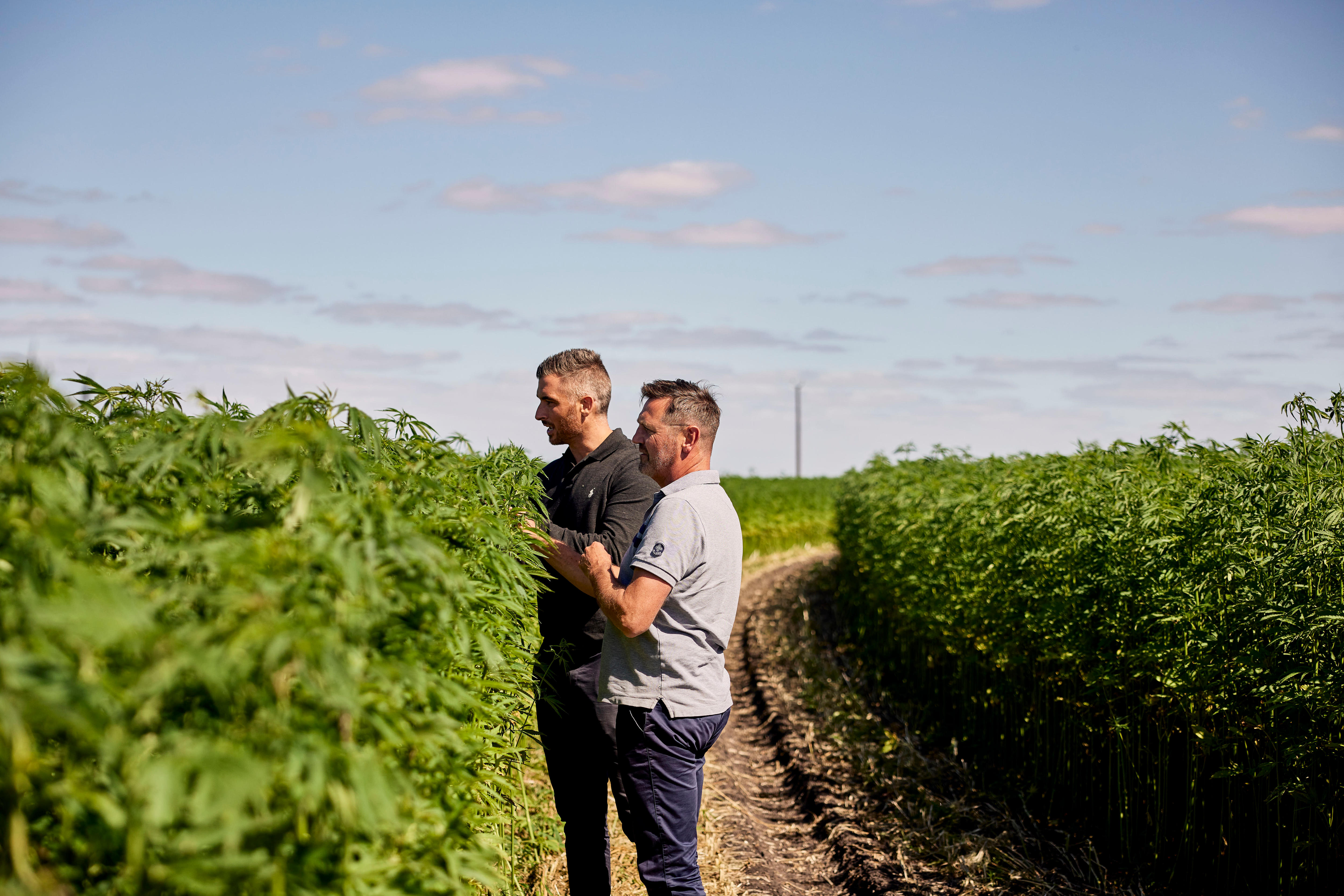 Two men in shirts and dark slacks look at tall leafy hemp fibre plants.