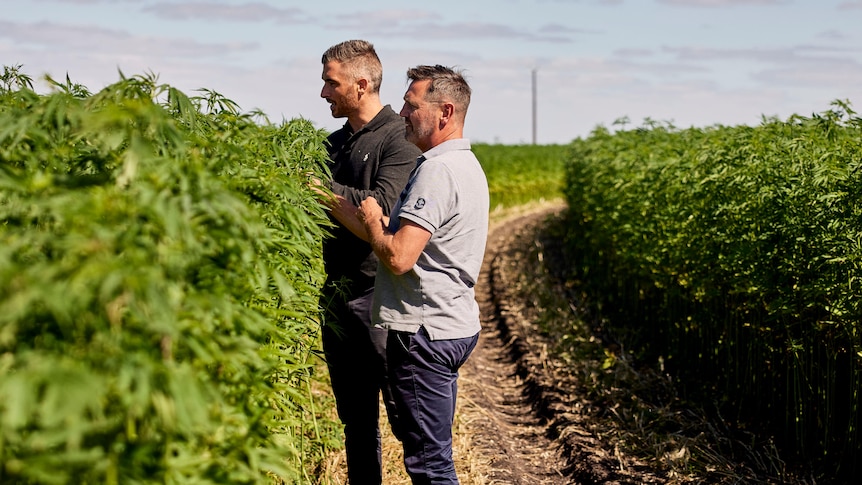 Two men in shirts and dark slacks look at tall leafy hemp fibre plants.