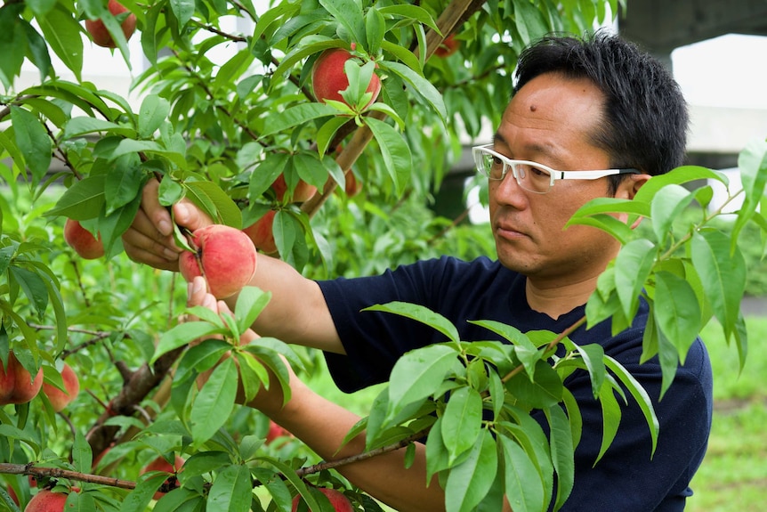 A man in a blue t-shirt and white glasses examines a peach on a tree