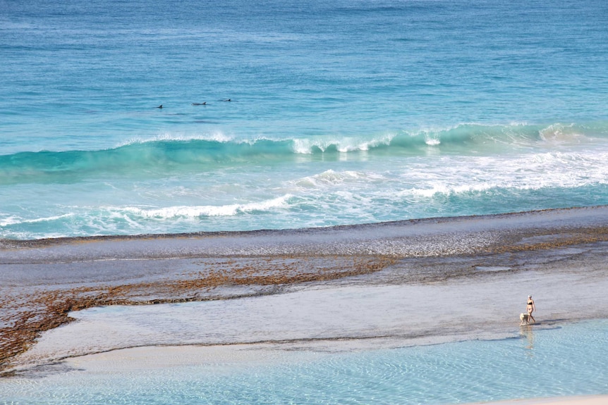 Three dolphins swim close to the edge of the water.