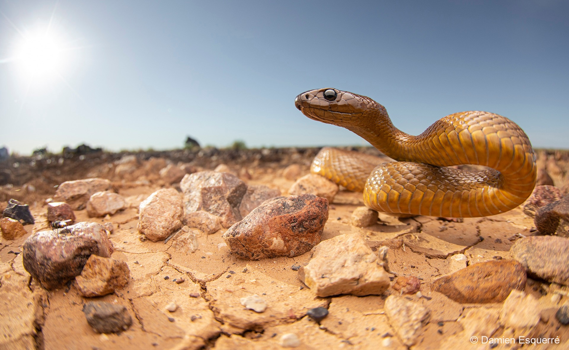 A close up of a taipan snake in the desert. 