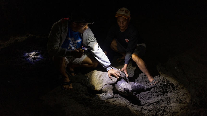 Two men are kneeling on the sand and have their hands resting on a large sea turtle. 