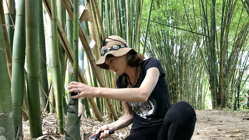 Becky Dart crouching down and cutting off a bamboo shoot.