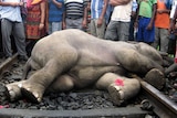 Villagers gather beside elephant carcass.