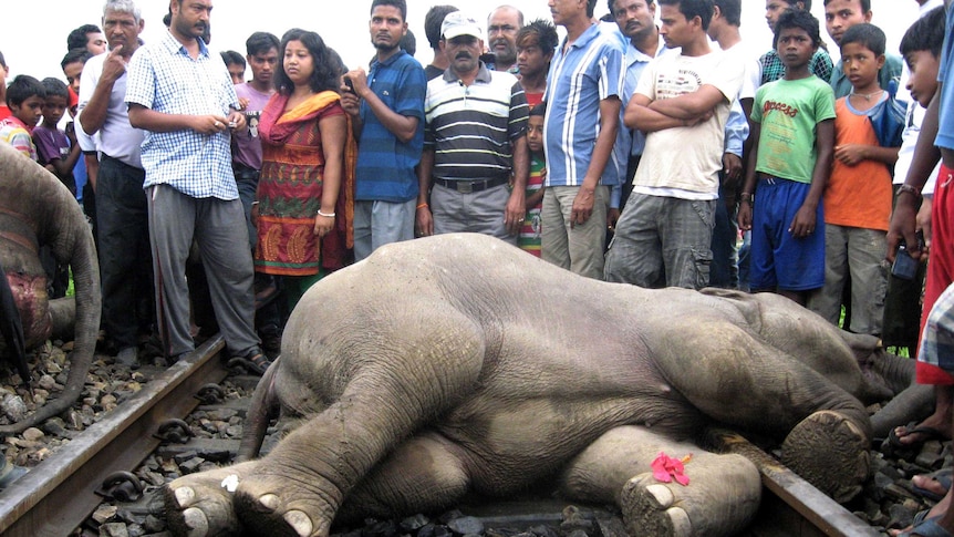 Villagers gather beside elephant carcass.