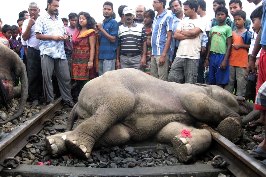 Villagers gather beside elephant carcass.