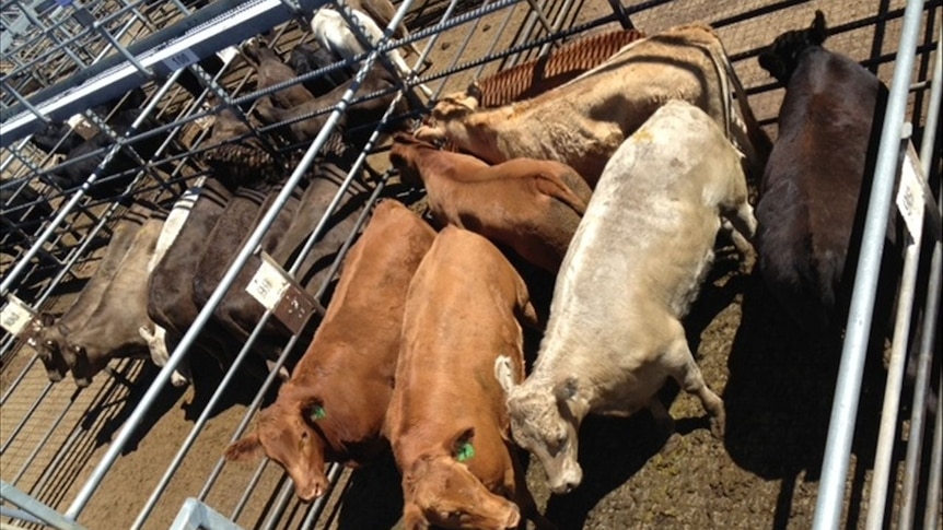 Cattle in saleyards.